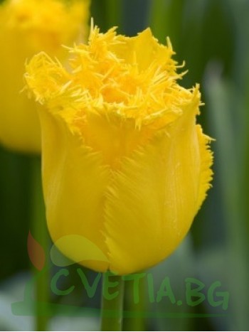  Лале (Tulipa 'Hamilton') PR925